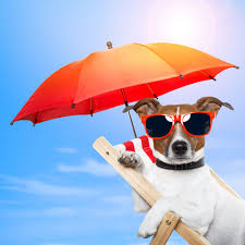 Acessórios para Pets