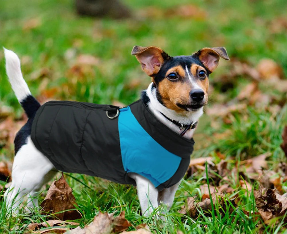 Dog coats. Winter is coming, protect your four-legged friend.